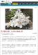 華視新聞網- 五月雪桐花開　朵朵白花點綴山頭