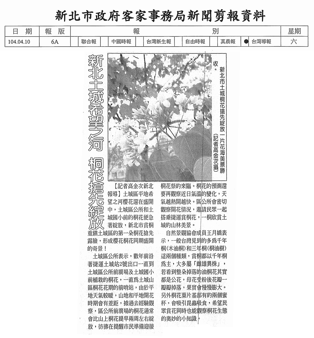 新北土城希望之河桐花搶先綻放 新北市客家數位館