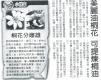 美麗油桐花可提煉桐油