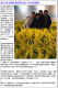 為了讓都市的大小朋友感受客家農耕文化和豐收喜悅，特別將稻田移至展場中，並模擬微風掠過田間的樣貌