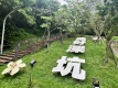 3.深坑「萬福生態公園」桐花已爬滿樹梢