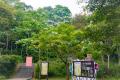 4.新店「二叭子植物園」桐花布滿枝頭
