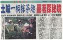 土城一桐採茶趣 品茗探祕境