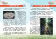 103年度 新北市客家桐花季－賞桐手冊3