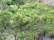 新北市客家文化園區後方木棧道 桐花在枝頭繽紛綻放
